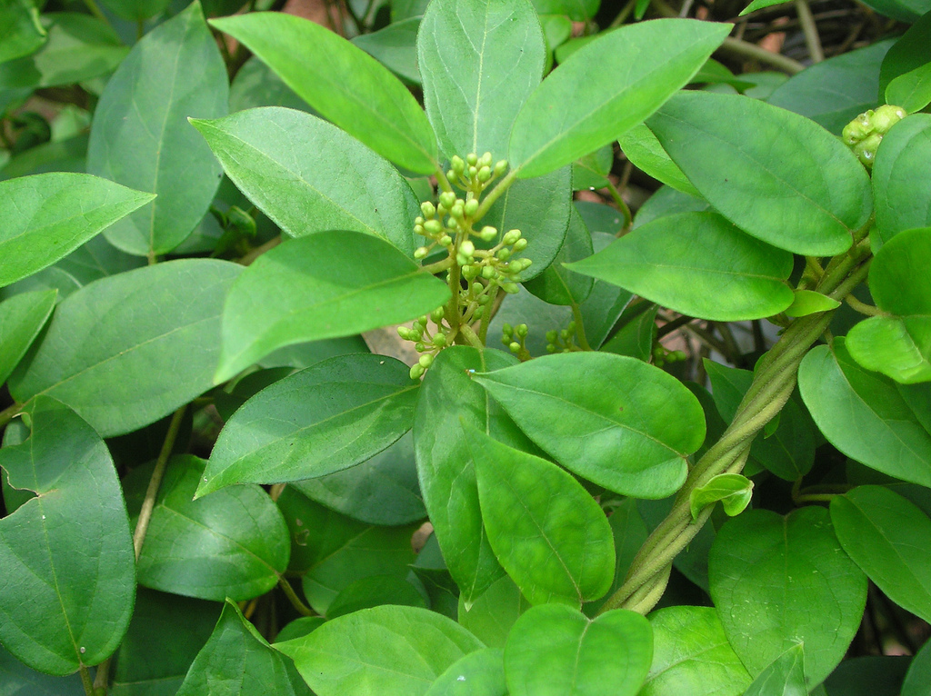 Antidiabetic potential of Gymnema sylvestre (Gurmar) and other ayurvedic plants: integrating metabolic and behavioral pathways in diabetes mellitus